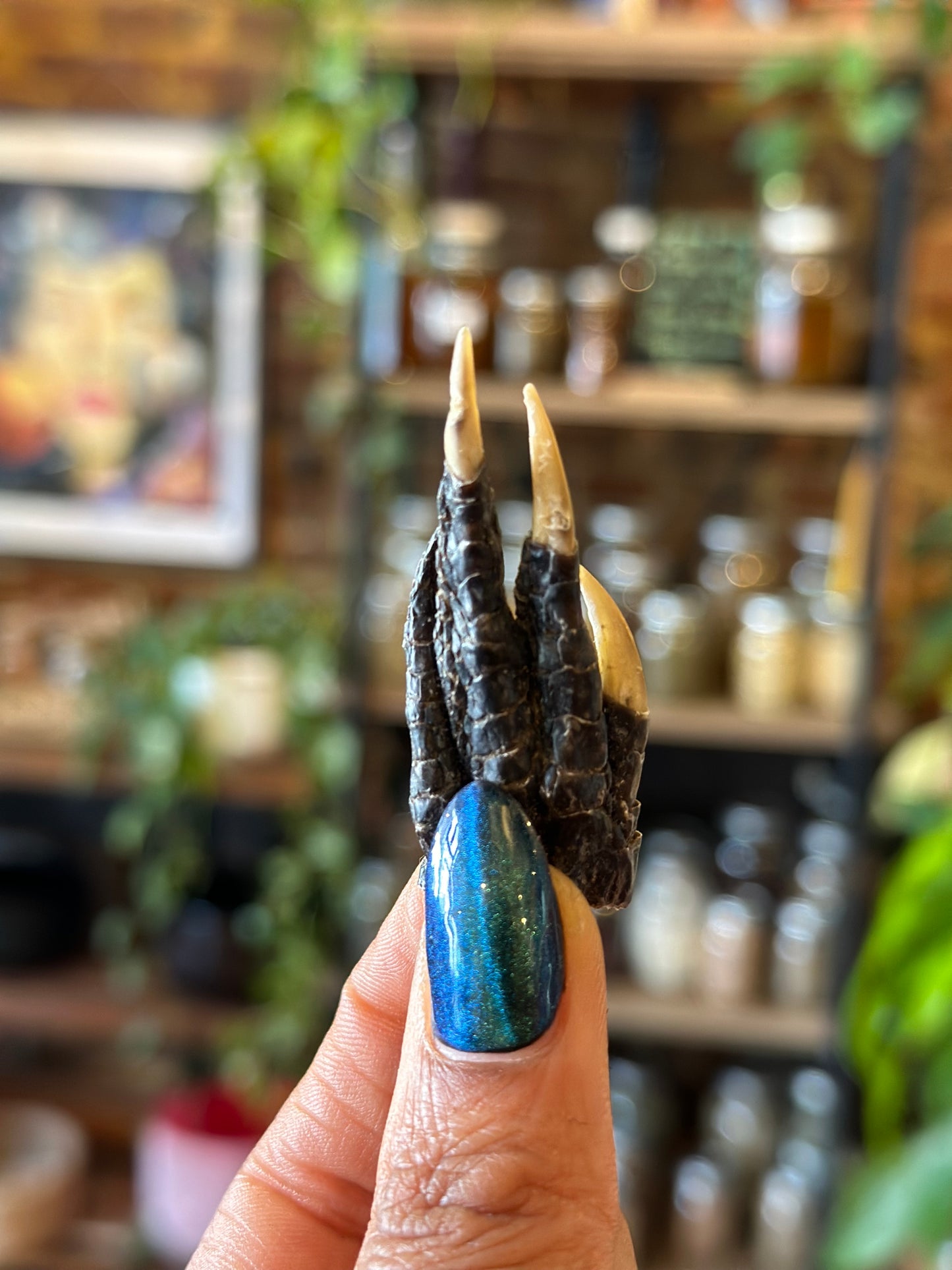 Alligator Paws “Gator Paws”