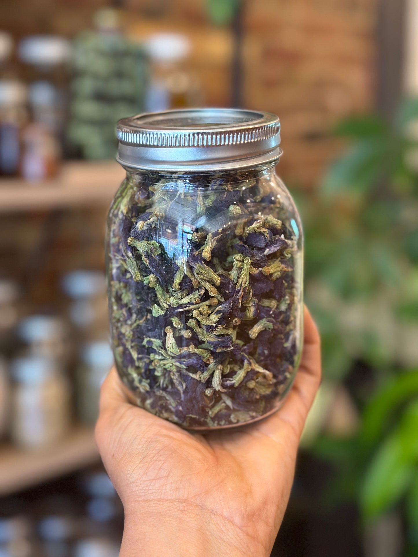 Butterfly Pea