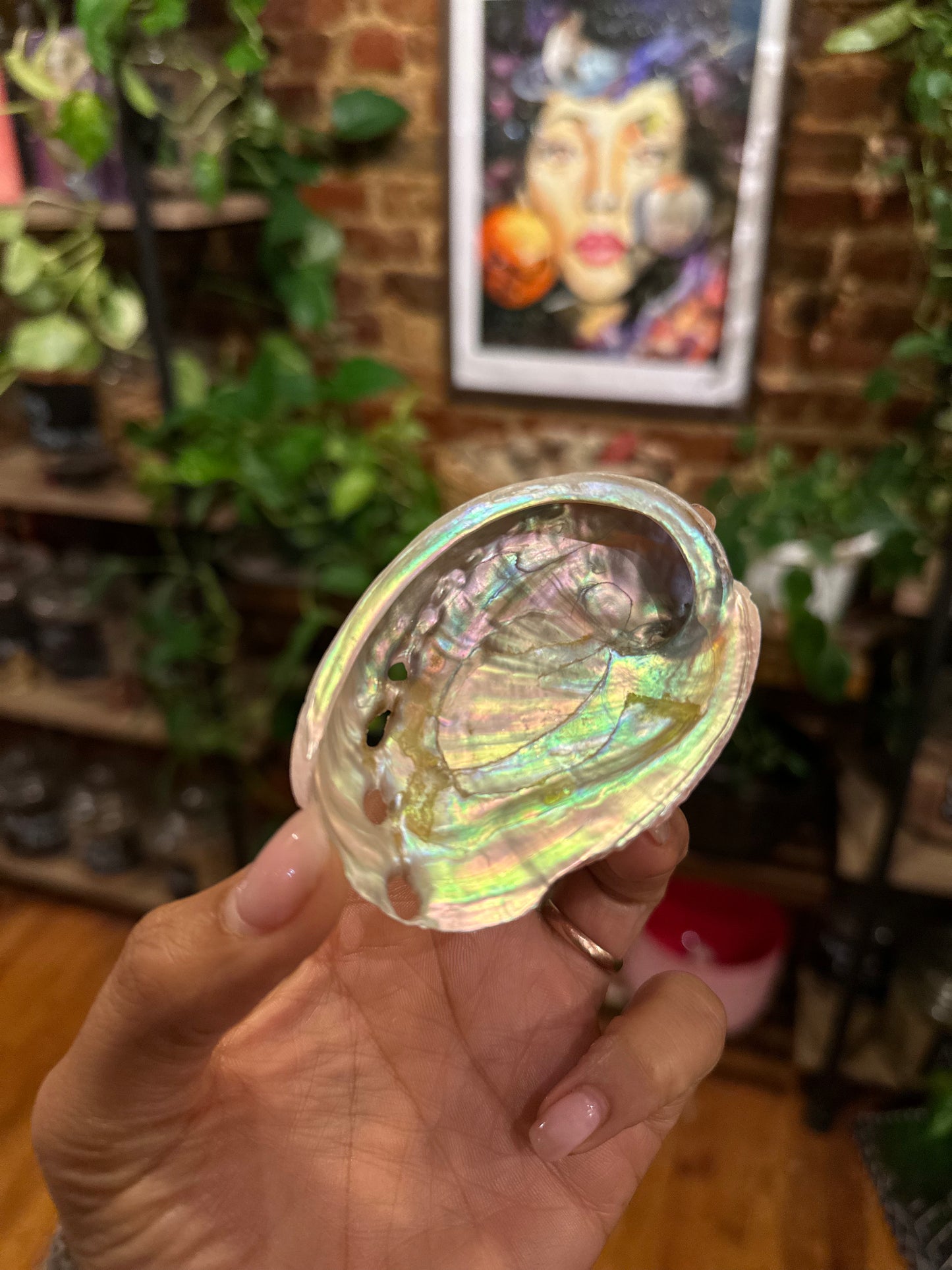 Abalone Shells