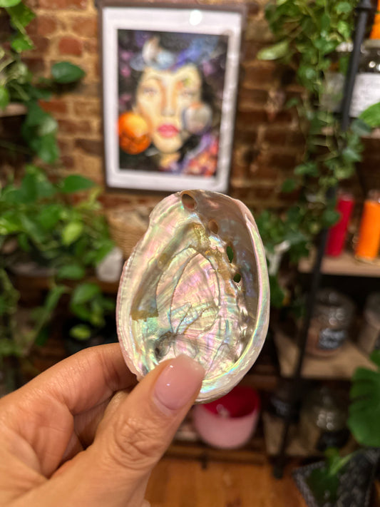 Abalone Shells